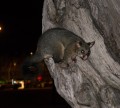 0331-2054 Melbourne possums (1030140)